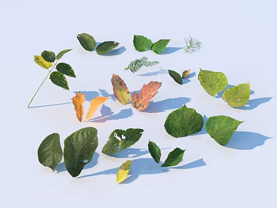 Various Leaves with Different Shapes and Colors Scattered on White Background 3d model