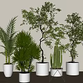 Decorative Indoor Potted Plants With Various Green Foliage In White Planters