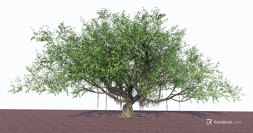 Lush Green Arbor With Thick Trunk Hanging Roots And Spreading Branches 3d model 