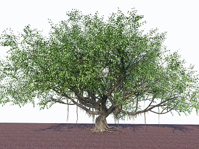 Lush Green Arbor With Thick Trunk Hanging Roots And Spreading Branches 3d model