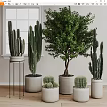 Indoor Bonsai Potted Plants with Tall Cacti Large Green Trees in White Pots