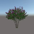 Ornamental Tree With Multiple Trunks Vibrant Pink Blossoms And Lush Green Foliage