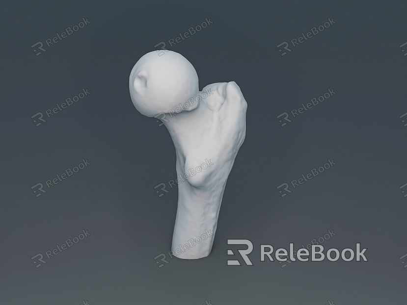 bone femoral head human bone model