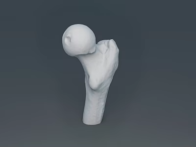 bone femoral head human bone 3d model