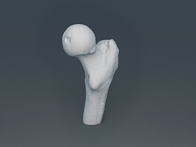 bone femoral head human bone model