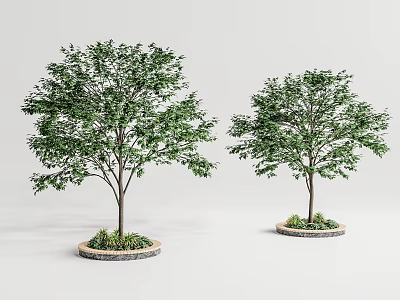 Two Slender Trees with Lush Green Leaves in Stone Edged Flower Beds on Gray Background 3d model