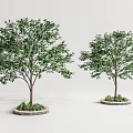 Two Slender Trees with Lush Green Leaves in Stone Edged Flower Beds on Gray Background