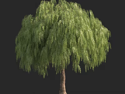 Weeping Willow Tree With Lush Green Drooping Branches And Tall Brown Trunk 3d model