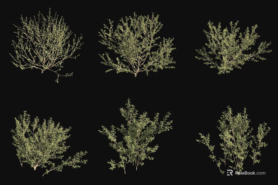 Various Green Plant Varieties With Different Growth Forms On Black Background 3d model