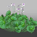 Lush Green Leaves And White Flowers With Purple Accents Growing Together