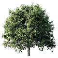 Tree Pit With Lush Green Foliage And Healthy Tree In Urban Setting