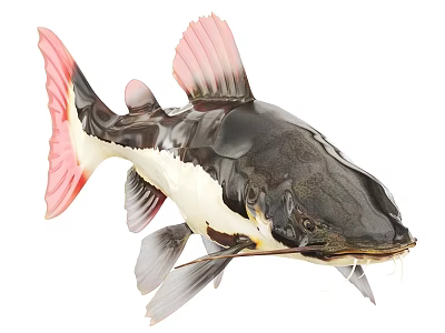 Vibrant Freshwater Catfish With Black White Body Pink Fins And Whiskers 3d model
