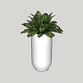 Lush Green Bonsai Potted Plant In White Ceramic Cylinder Vase For Indoor Decor