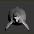 Spotting Dolphin Cartoon Dolphin Animation Dolphin Animation Dolphin Animation Character Game Character 3d model