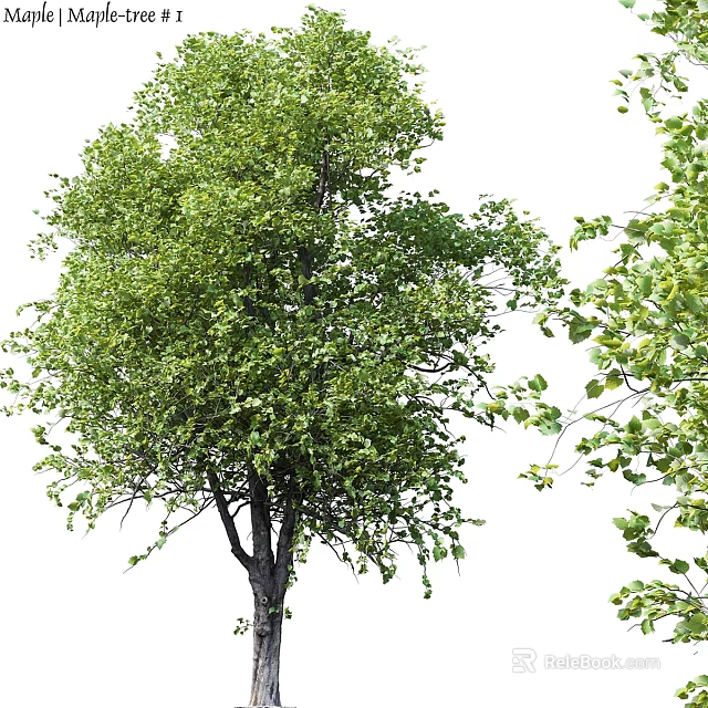 Natural Green Tree Leaf Decorative Ornament Set For Home Decoration 3d model 