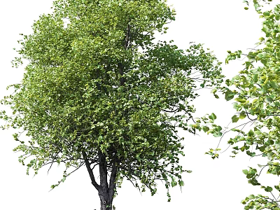 Natural Green Tree Leaf Decorative Ornament Set For Home Decoration 3d model