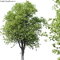 Natural Green Tree Leaf Decorative Ornament Set For Home Decoration