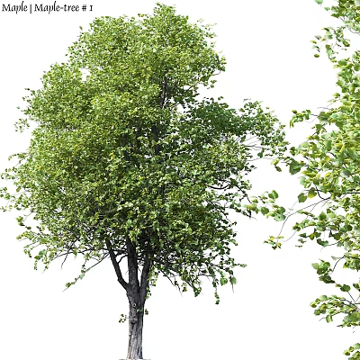 Natural Green Tree Leaf Decorative Ornament Set For Home Decoration 3d model