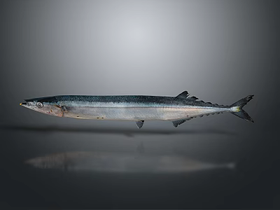 Silver Gray Elongated Fish With Fins On Smooth Reflective Surface 3d model