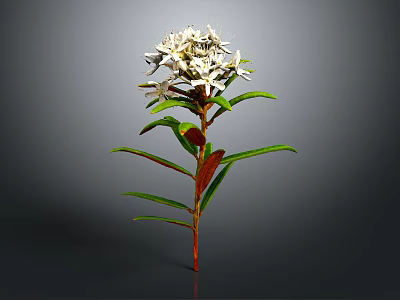 Botanical White Flowering Plant with Green Leaves Red Stem and Natural Features 3d model