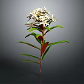 Botanical White Flowering Plant with Green Leaves Red Stem and Natural Features