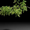 Arbor with Curved Trunk and Lush Green Foliage Against Black Background