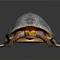Colorful Shell Yellow Head Freshwater Turtle Vibrant Detailed Close Up View