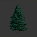 Green Conical Tree with Dense Leaves on Dark Background and Orange Base