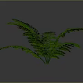 Lush Green Fern Plant With Leafy Fronds On Simple Background