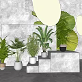 Various Potted Plants in White and Black Pots on Green Display Stand with Green Backdrop