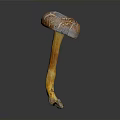 Vibrant Brown and Yellow Capped Mushroom Plant with Yellow Stem on Dark Background