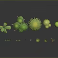 Different Types of Green Plants Including Tropical Trees and Small Grass