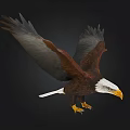 Flying Bald Eagle With Spread Wings And White Head On Black Background 3d model