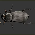 Black Beetle With Orange Antennae And Dark Exoskeleton Isolated On Dark Background