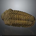 Trilobite Ancient Marine Animal Fossilized Remains With Segmented Exoskeleton Isolated On Dark Background