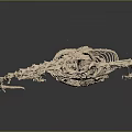 Complete Lizard Skeleton on Dark Background Showcasing Detailed Bone Structure 3d model