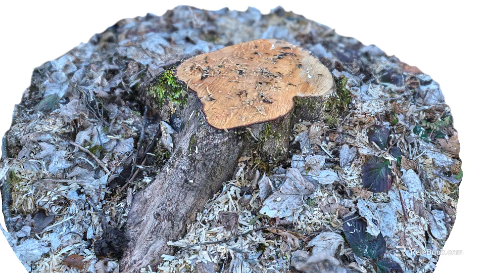 Mature Tree Stump with Orange Fungus Moss and Dried Leaves in Natural Forest Setting 3d model 