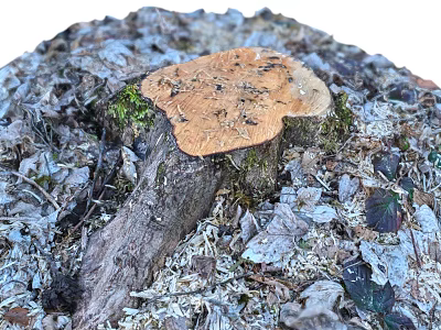 Mature Tree Stump with Orange Fungus Moss and Dried Leaves in Natural Forest Setting 3d model