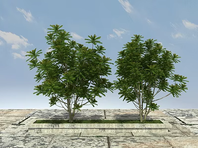 Two Lush Green Trees In Square Stone Planter Under Blue Sky With White Clouds 3d model