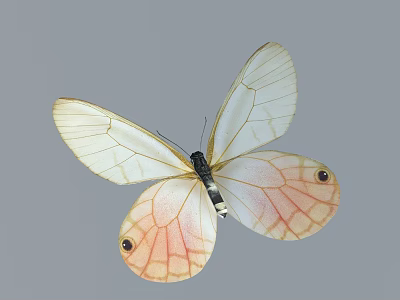 Elegant Butterfly With White Wings Pink Gradient Transparent Veins And Black Spots 3d model