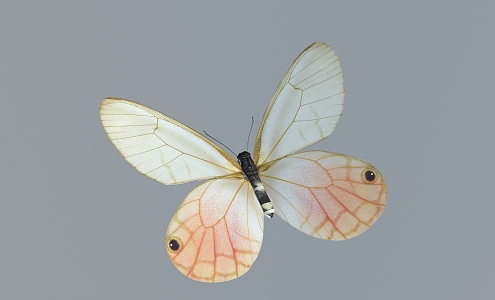 Modern Butterfly 3d model