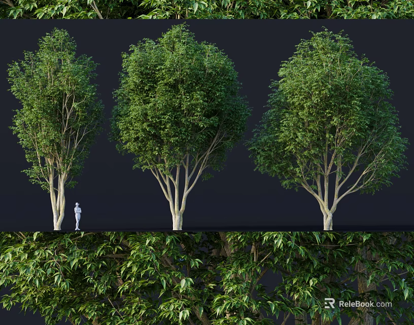 Three Green Leafy Shrubs Showing Size Comparison With Human Figure And Detailed Foliage 3d model 