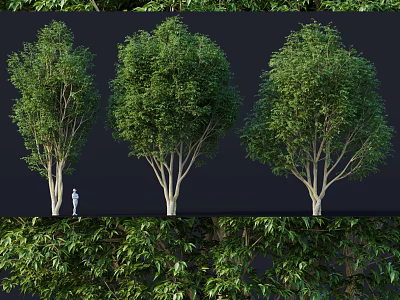 Three Green Leafy Shrubs Showing Size Comparison With Human Figure And Detailed Foliage 3d model