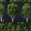 Three Green Leafy Shrubs Showing Size Comparison With Human Figure And Detailed Foliage