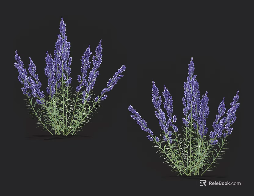 Purple Lavender Plants With Long Flower Spikes And Green Leaves 3d model 