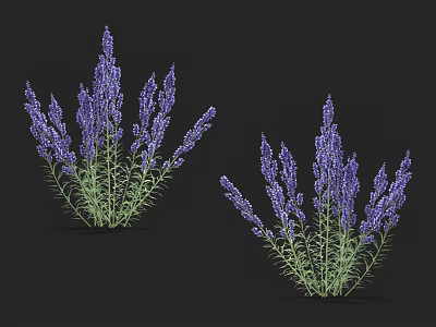 Purple Lavender Plants With Long Flower Spikes And Green Leaves 3d model