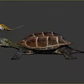 Turtle With Vibrant Patterned Shell Extended Head Open Mouth And Small Insect On Dark Surface
