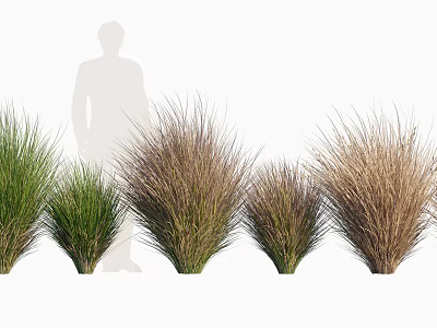 Different Varieties of Ornamental Grasses With Various Heights and Foliage Colors 3d model