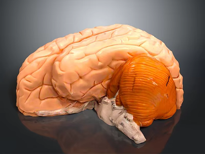 Detailed Human Brain Anatomical Model With Cerebral Cortex And Cerebellum Structure 3d model