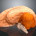 Detailed Human Brain Anatomical Model With Cerebral Cortex And Cerebellum Structure